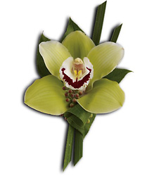 Green Orchid Boutonniere Cottage Florist Lakeland Fl 33813 Premium Flowers lakeland